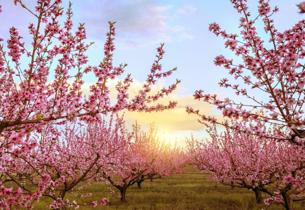 Vremea 8 aprilie. Temperaturile cresc în majoritatea zonelor țării