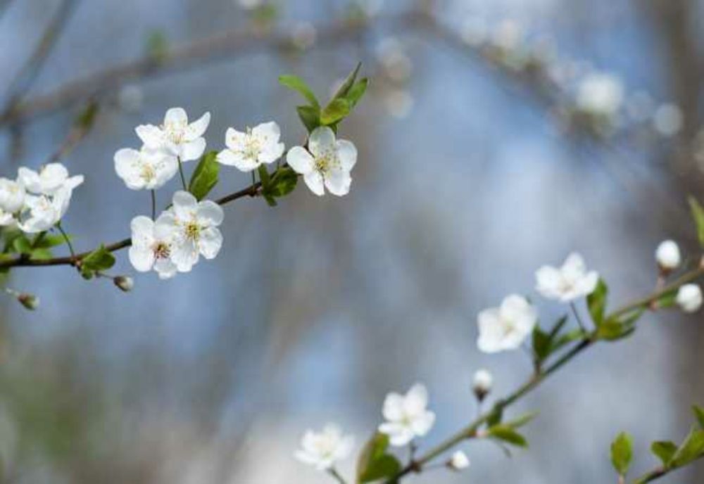 Vremea 14 martie - Unde se va înregistra maxima de 20 de grade - Intensificări puternice de vânt