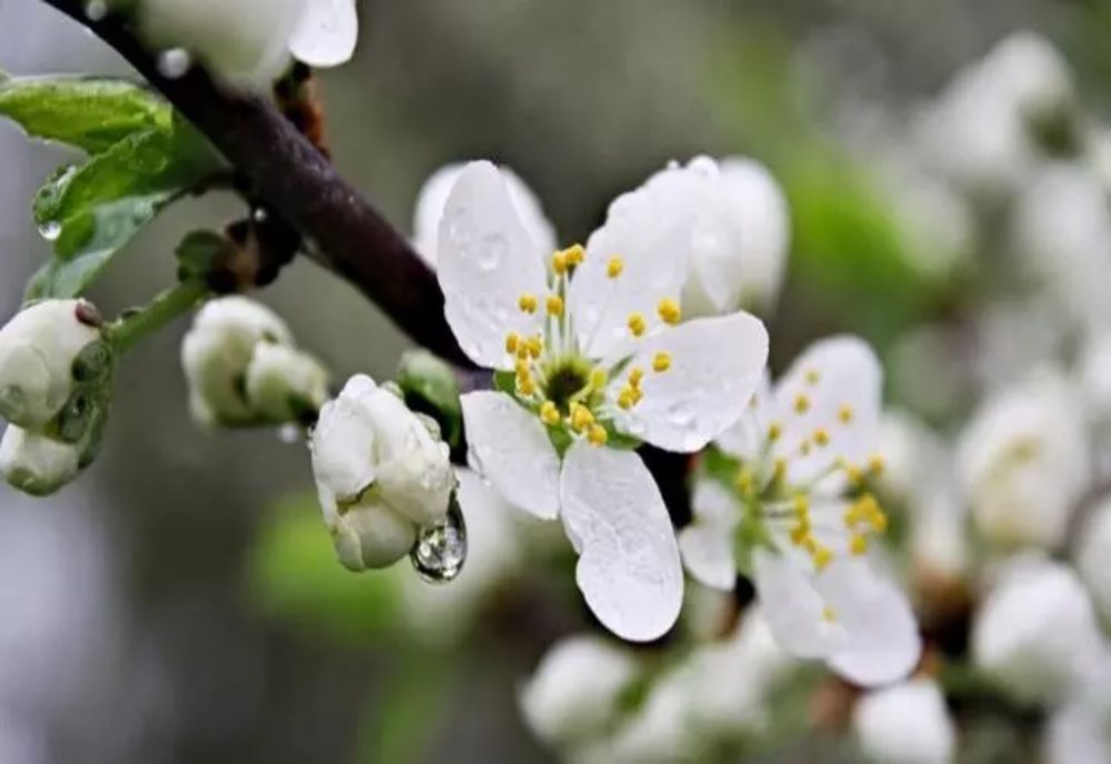 Cum va fi vremea în luna mai - Prognoza cu temperaturi surprinzătoare pentru următoarele 4 săptămâni