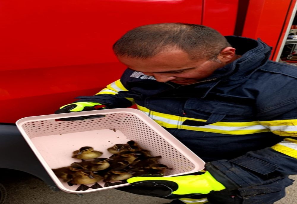 Rățuște salvate de pompierii constănțeni