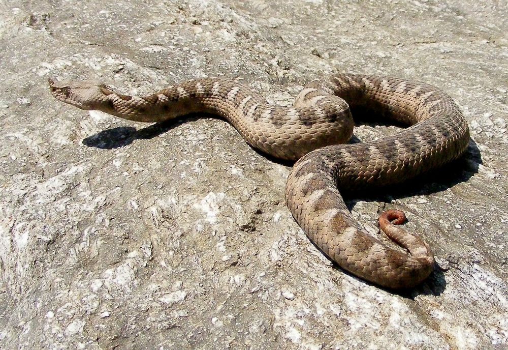 RECOMANDĂRILE SALVAMONT ROMÂNIA ÎN CAZ DE MUȘCĂTURĂ DE VIPERĂ