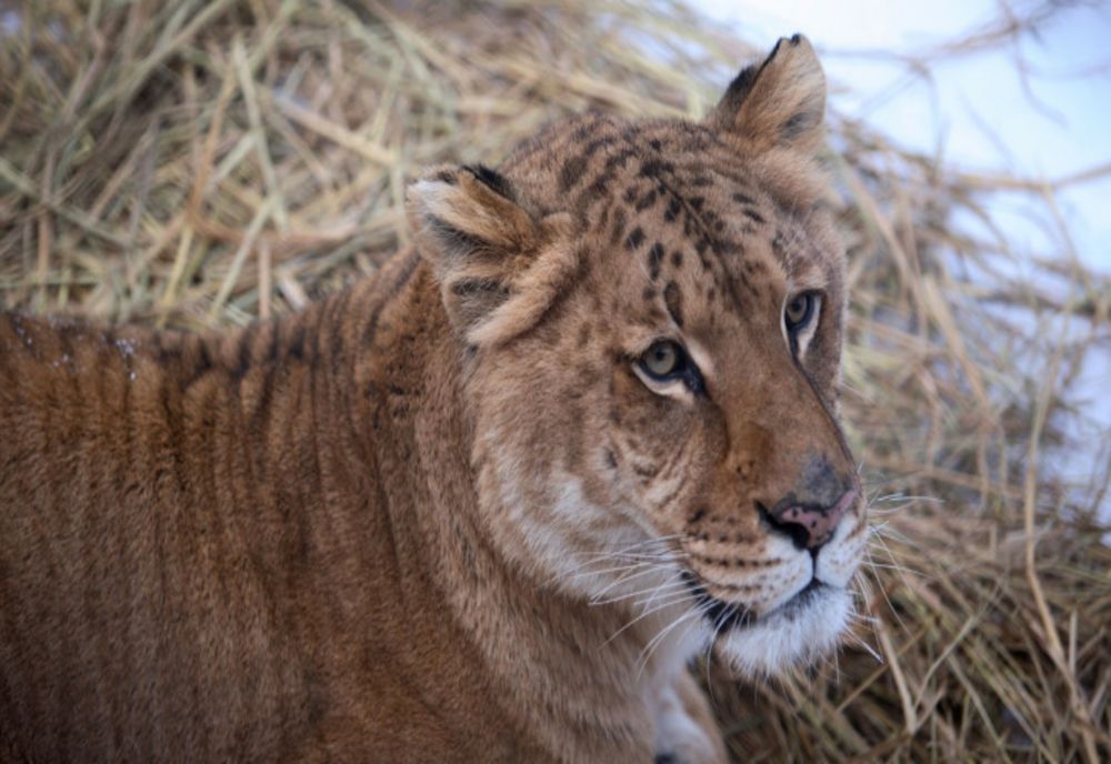 COPIL MUȘCAT DE UN LIGRU LA ZOO ZAHAREȘTI