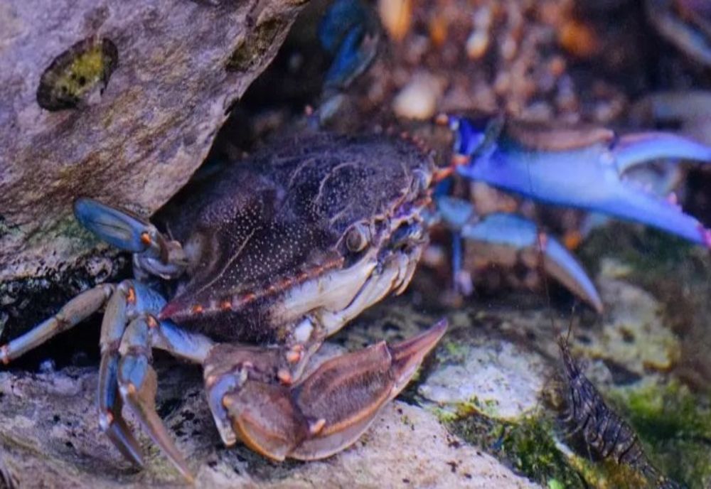 Un nou prădător amenință Marea Neagră. Specia agresivă se răspândește rapid și face ravagii în căutare de hrană „Mănâncă tot ce prinde, sfâșie plasele pescarilor”