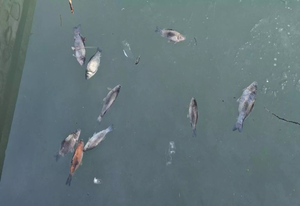 Imagini de coșmar la Curtea de Argeș: zeci de pești morți plutesc pe lacul de lângă Fântâna lui Manole - FOTO