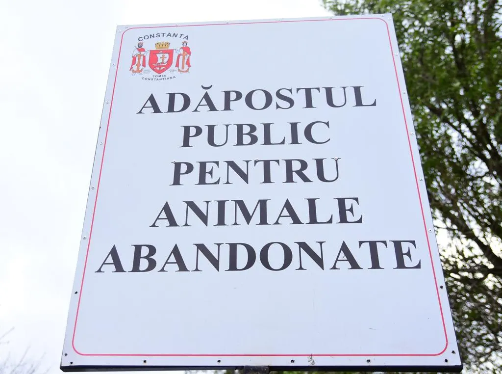 adapost-(1)-(1)