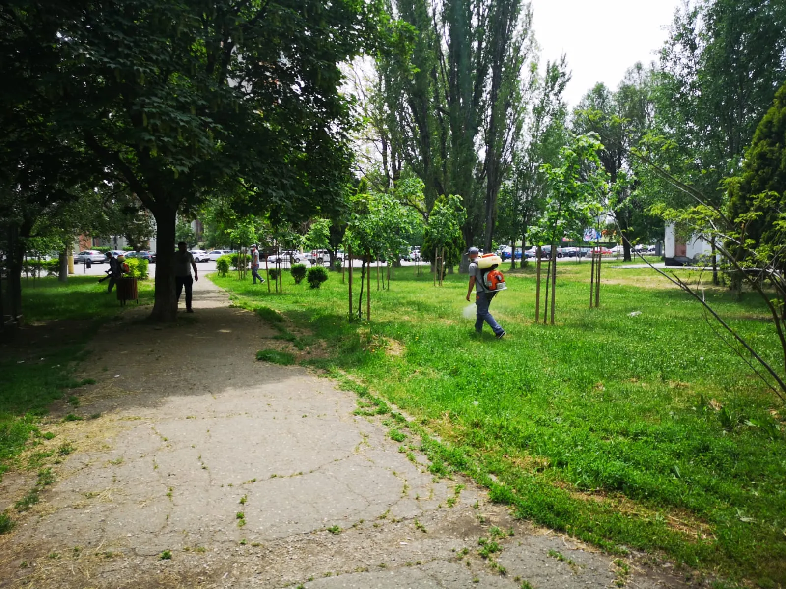 dezinsectie (5)