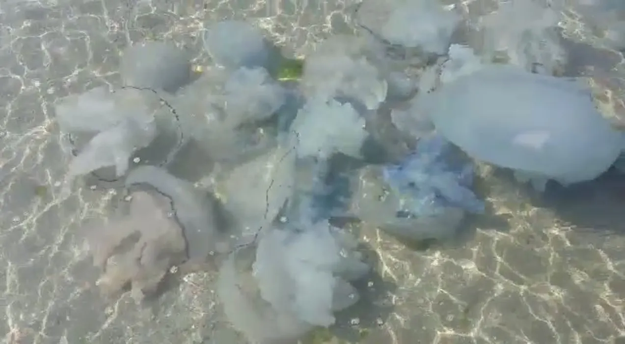 meduze2