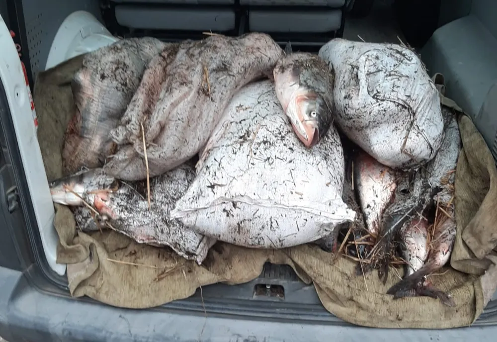 200 kilograme de peşte, fără documente legale, confiscate de poliţiştii de frontieră constănțeni