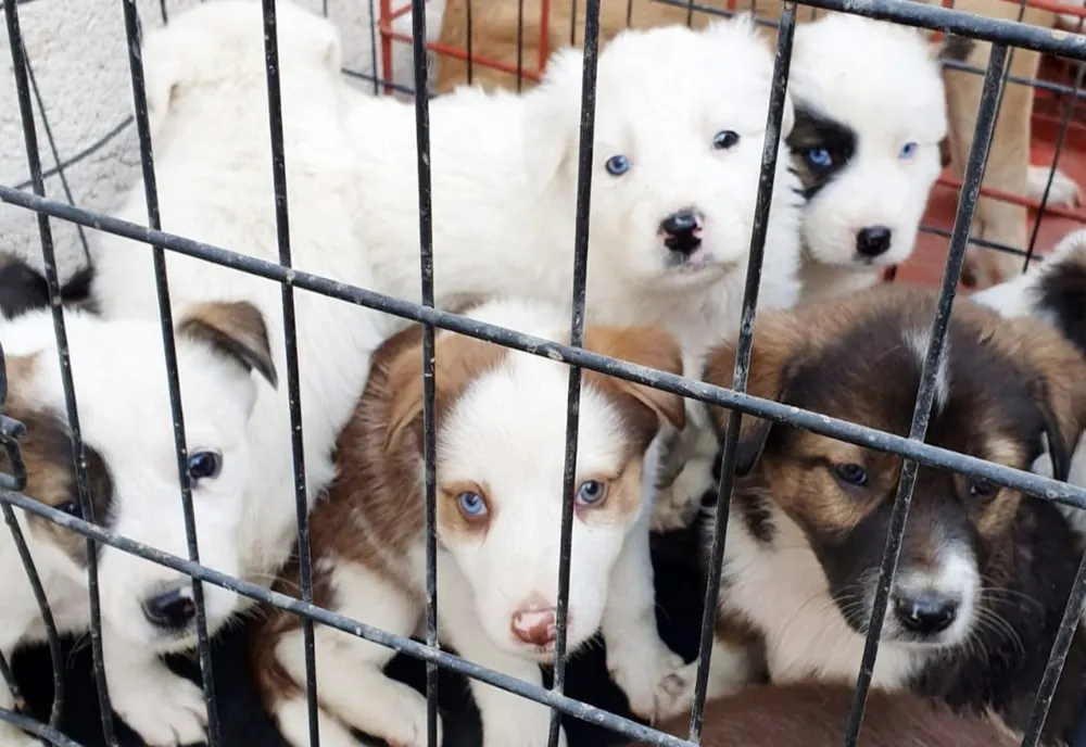 Niciun câine eutanasiat la Serviciului de Gestionare a Animalelor Abandonate din Constanța
