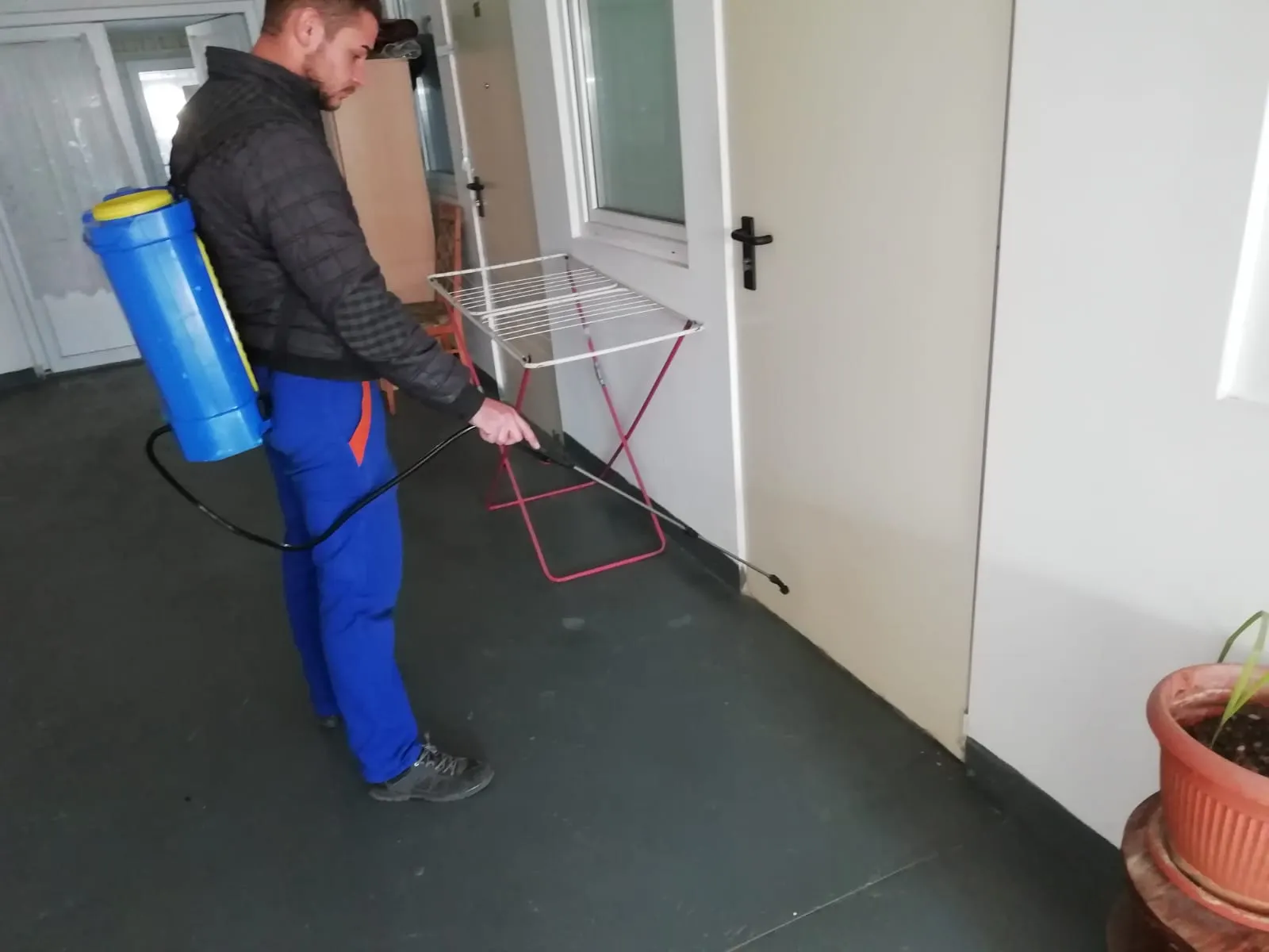 dezinsectie