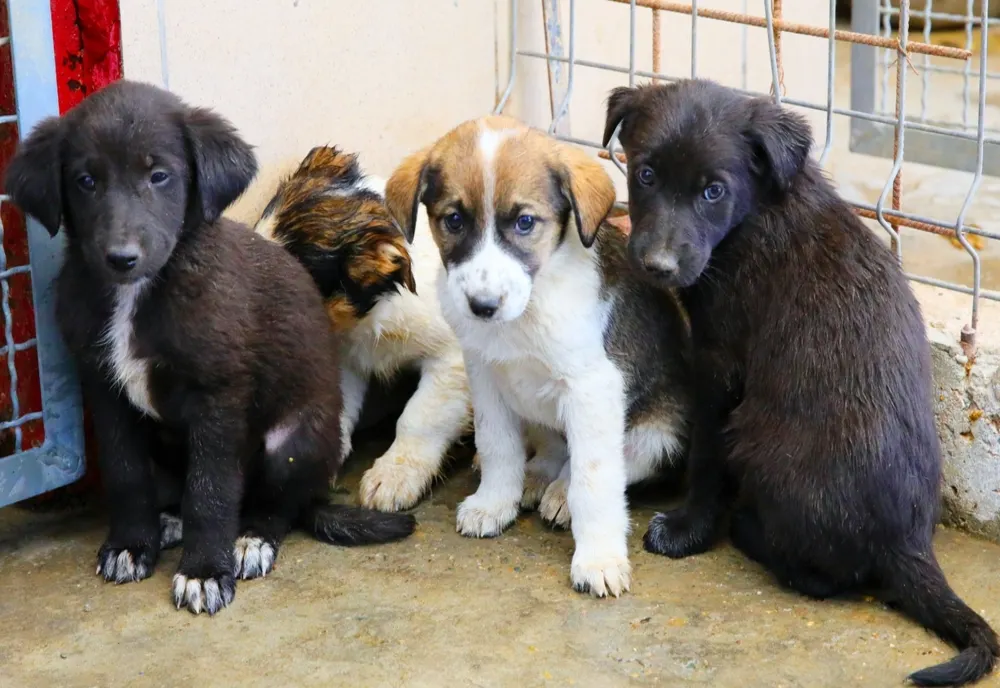 Campanie de adopţie a câinilor comunitari