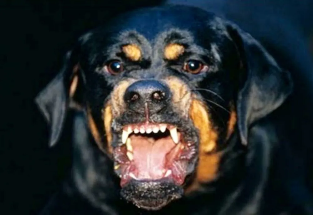 Adolescentă transportată de urgenţă la spital după ce a fost atacată de un Rottweiler