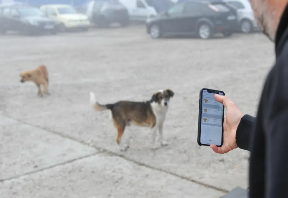 Primul recensământ al câinilor fără adăpost de pe raza municipiului Constanţa