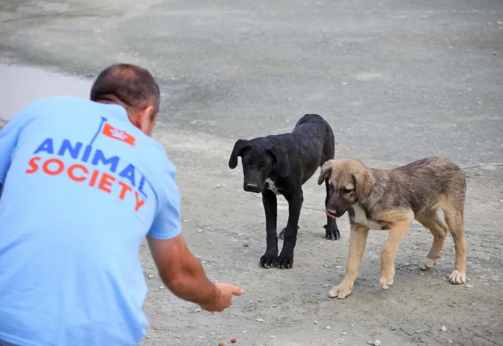 A început a doua campanie de sterilizare gratuită din 2021