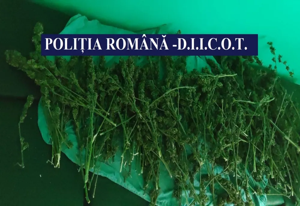 FOTO VIDEO Constănțean, arestat pentru că aveau o plantație de canabis acasă