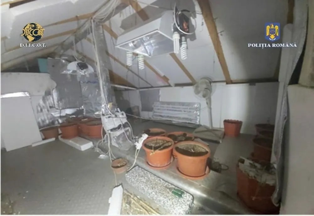 FOTO Cannabis, crescut în ghiveci în casă. Trei bărbaţi, arestaţi pentru trafic de droguri, în urma percheziţiilor