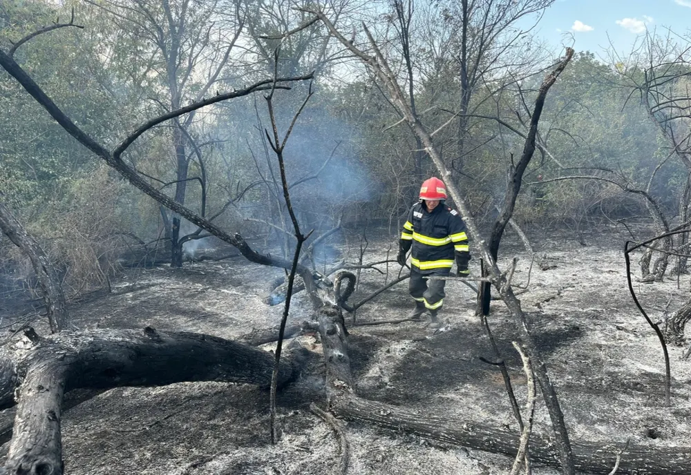 VIDEO Incendiu violent în pădurea Bididia