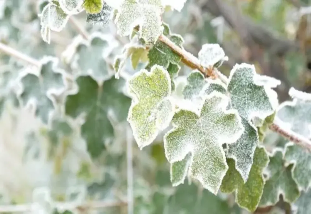 Frig, ploi și chiar ninsoare peste România. Anunțul meteorologului ANM: "Un val de aer polar peste țara noastră" - Când scăpăm de episodul rece