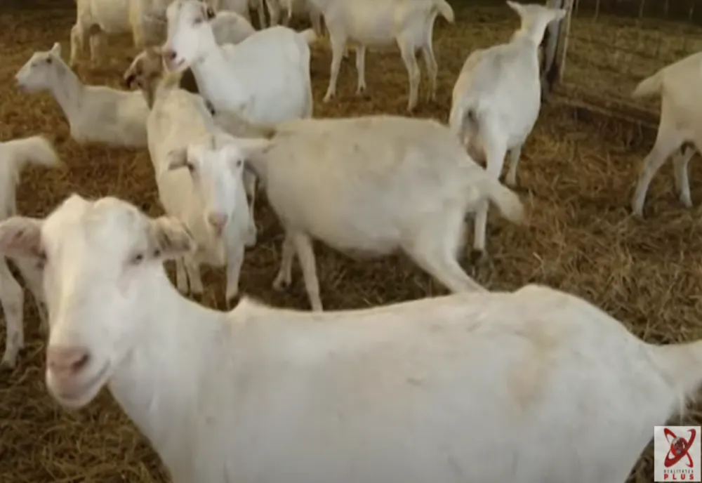 FOCAR DE PESTĂ, LA O FERMĂ DE CAPRE DIN CONSTANȚA