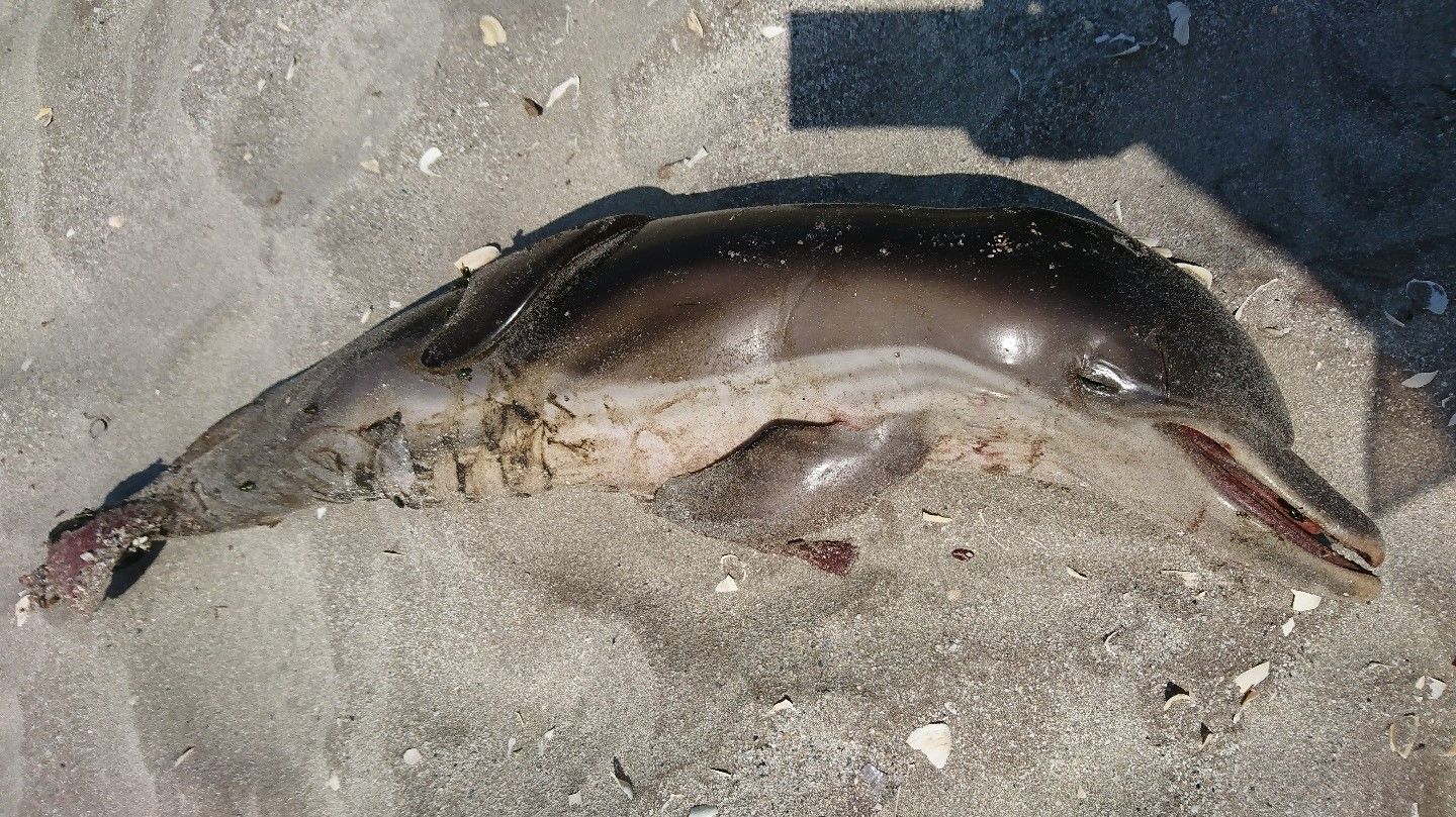 delfin_mort