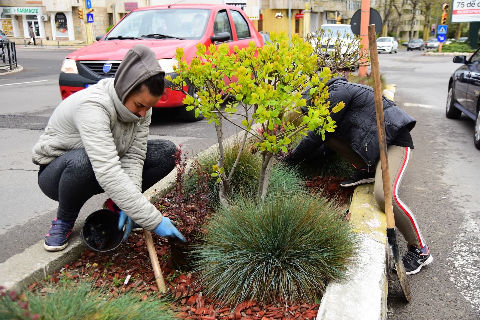 actiuni de plantare (1)