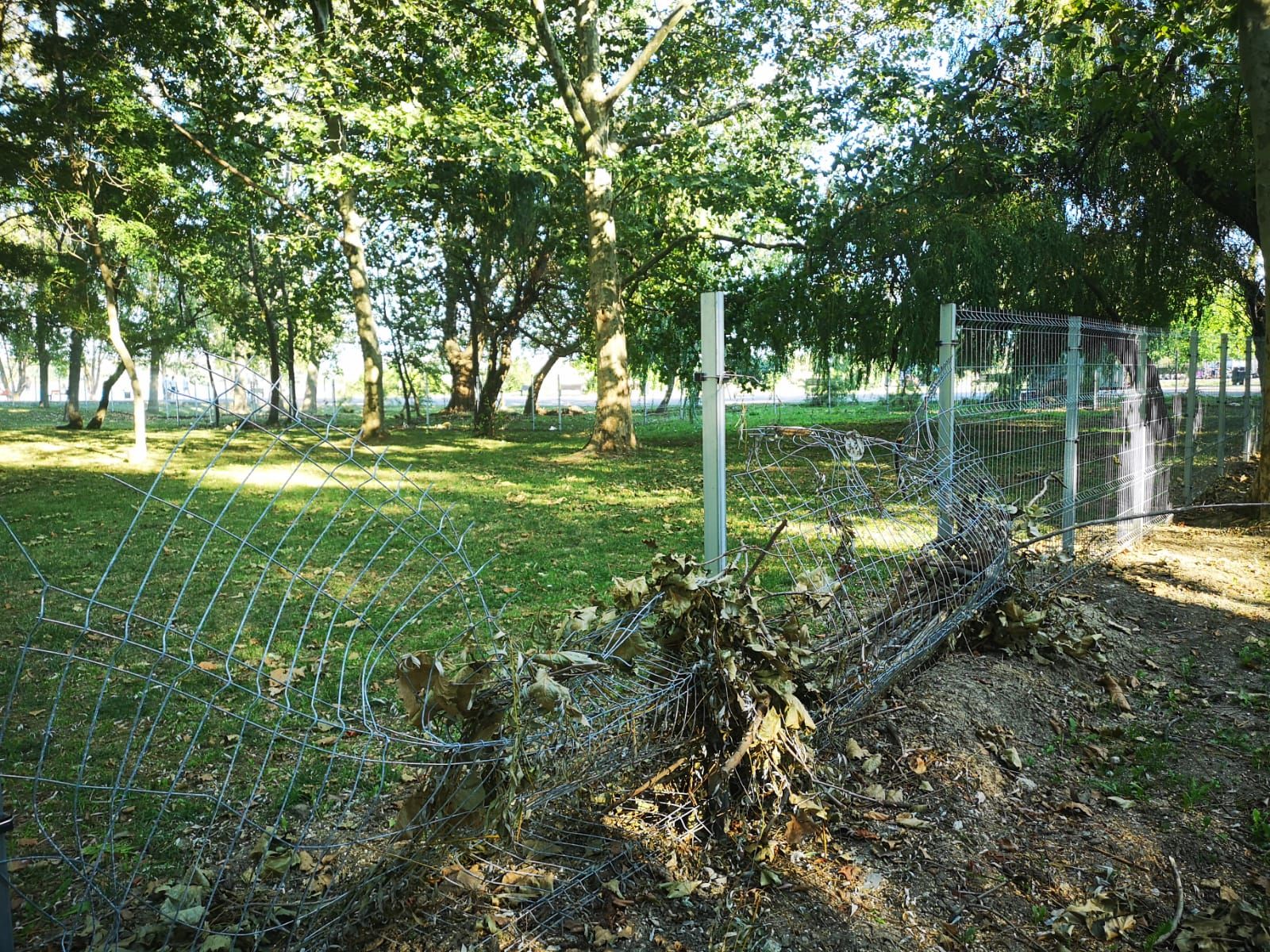 tarcuri pentru caini (2)