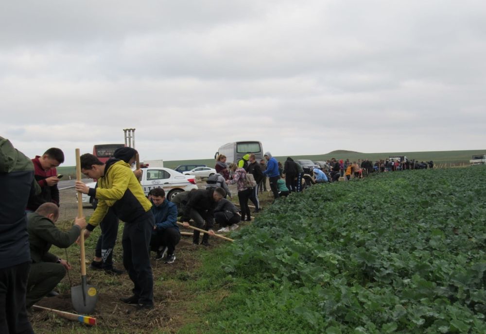 141 de stejari plantați pentru 141 de ani de la reintegrarea Dobrogei la teritoriul național