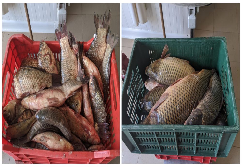 Braconier, prins cu mașina plină de pește