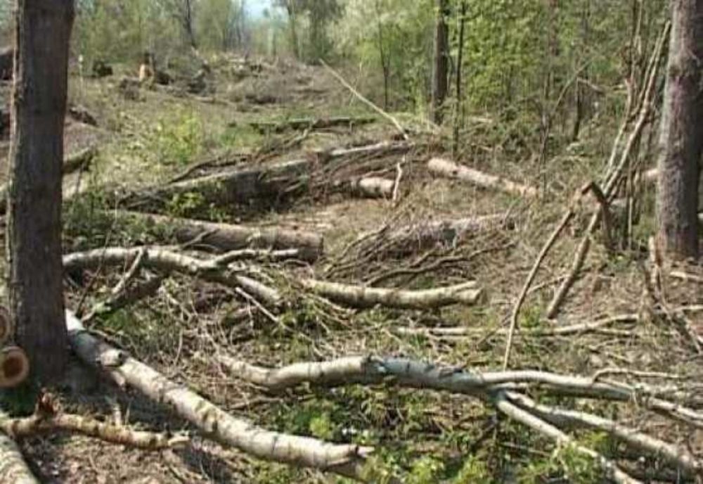 Mafia hotilor de lemne face o noua victima!