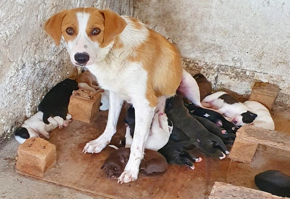 Cățeluşa eroină, exemplu de umanitate! Gest incredibil făcut de patruped