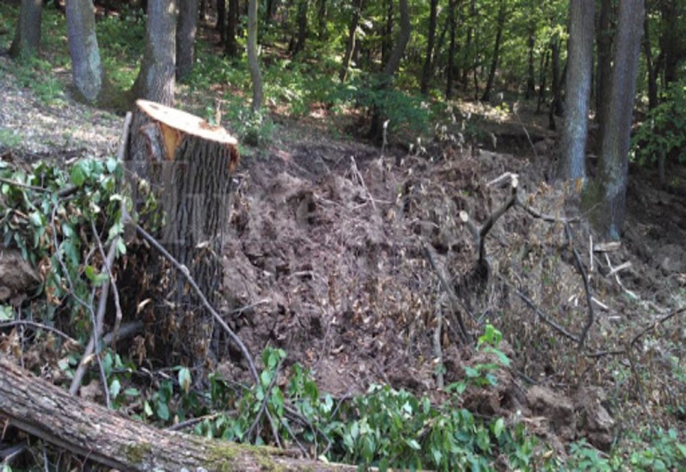 USR cere premierului să explice oficial de ce guvernul a atacat la CCR legea privind înființarea DNA-ului pădurilor 