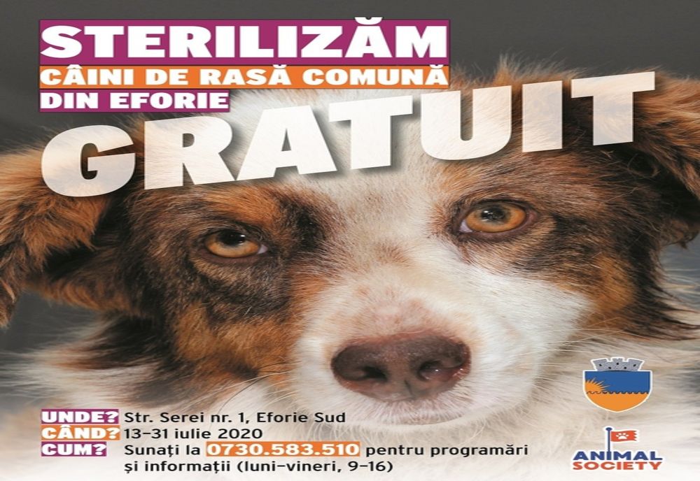 Campanie de sterilizare gratuită a câinilor de rasă comună din Eforie