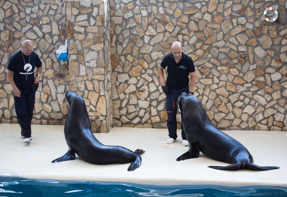 Leii de mare patagonieni, noua atracție a Delfinariului