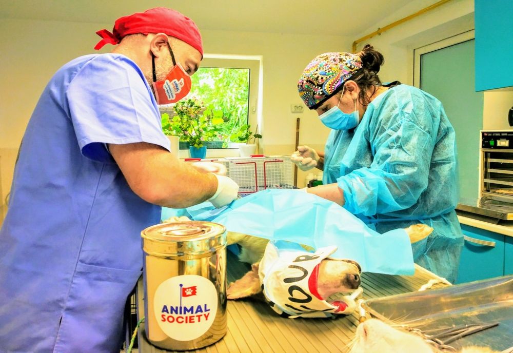 Recensământ și sterilizare gratuită a câinilor comunitari