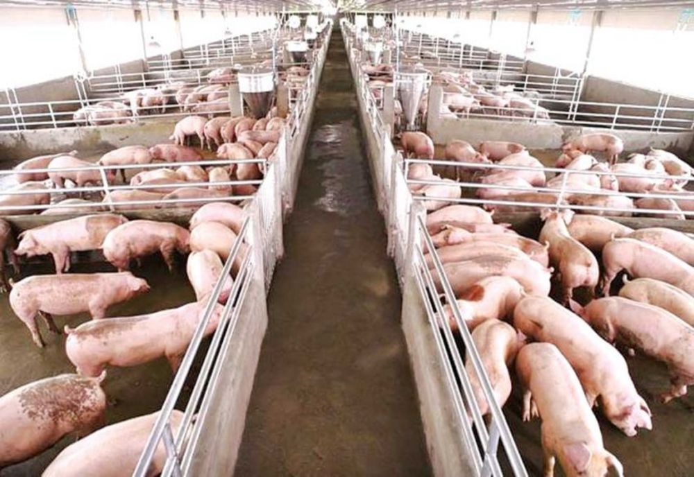 APIA anunță că a demarat procesul de autorizare la plată pentru Măsura 14 – Plăţi privind bunăstarea animalelor