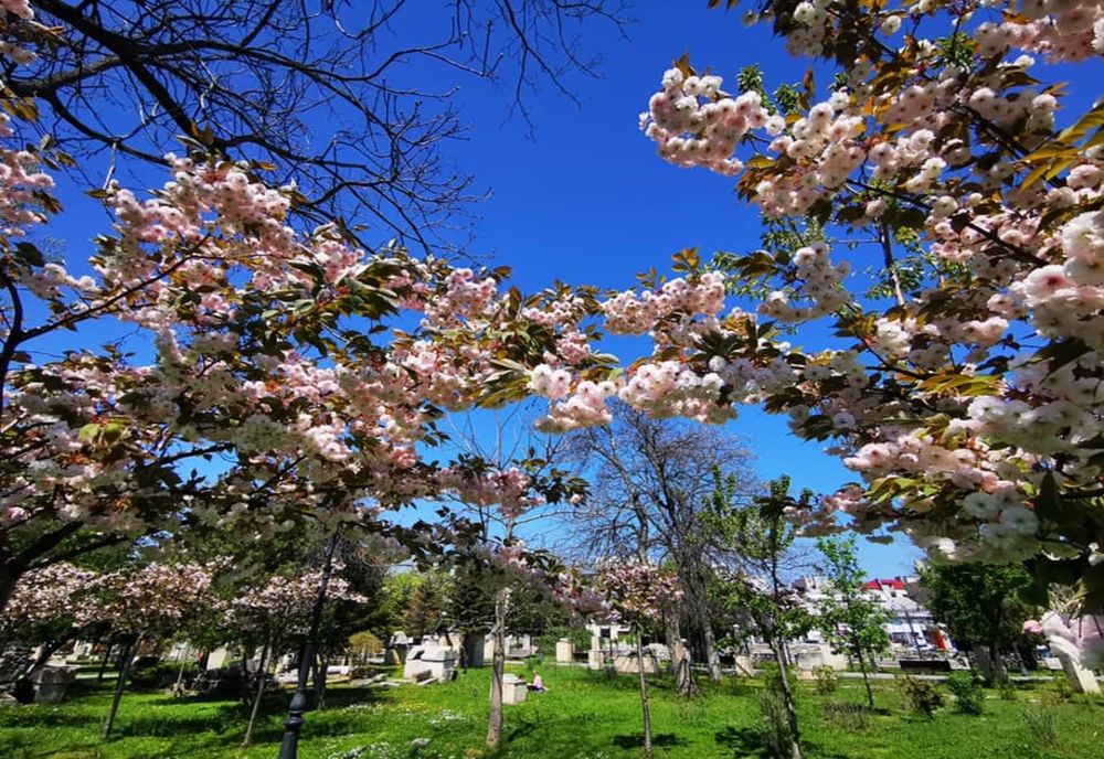 FOTO VIDEO|  Au înflorit cireșii japonezi la Constanța