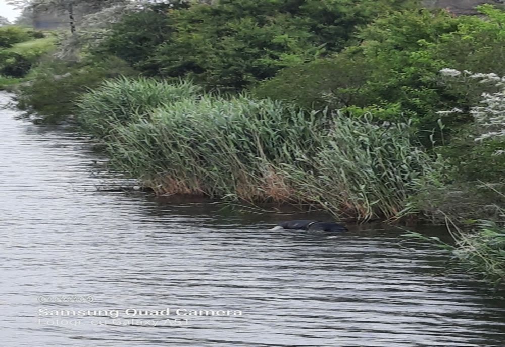 Descoperire macabră în Canalul Dunăre - Marea Neagră