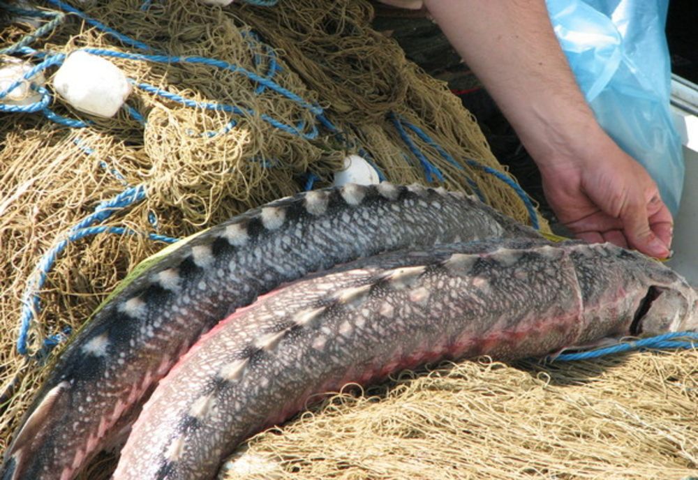 VIDEO Sturioni prinși în plase, eliberați de poliţiştii de frontieră tulceni