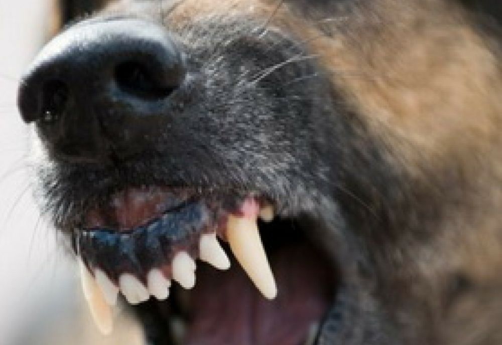 Fetiță de 4 ani mușcată de un câine