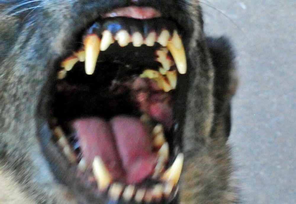 Un copil de 6 ani, din județul Constanța, A MURIT după ce a fost atacat de mai mulți câini