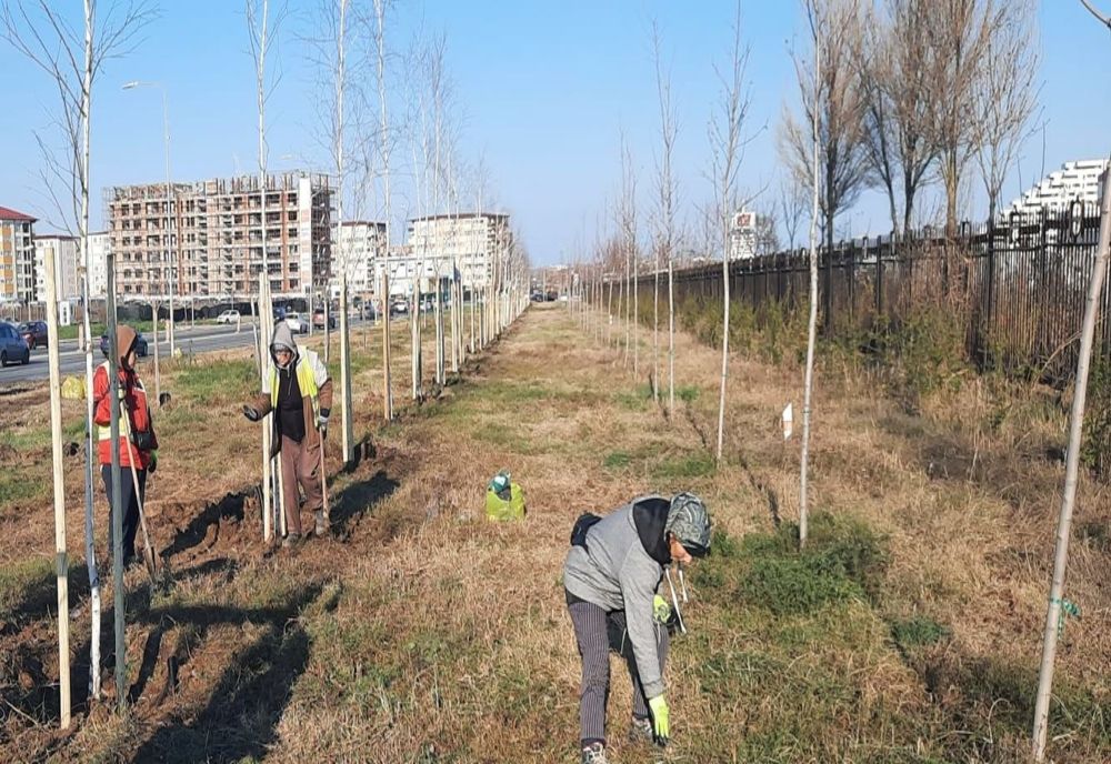 77 de mesteceni și 235 de arbuști ornamentali au fost plantați zilele acestea în Constanța.