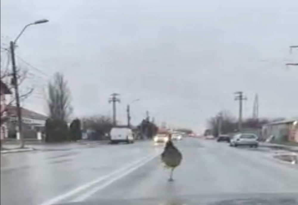 VIDEO Un struţ a ieşit la plimbare, pe străzile din Slobozia