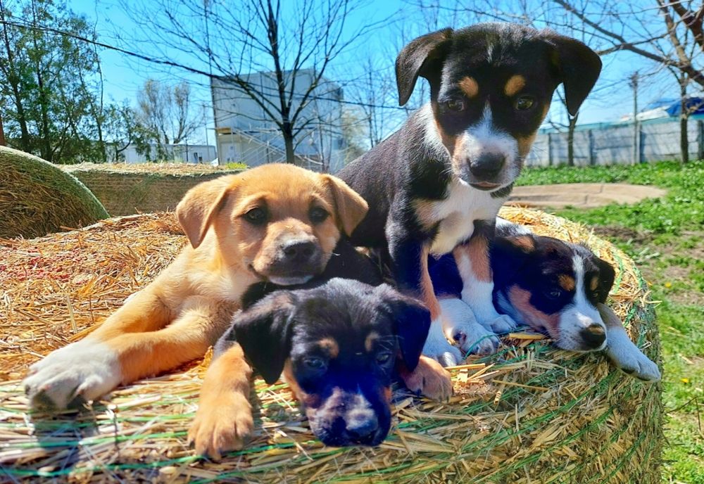 Peste 200 de căței își caută  o familie.  Cum poți adopta un cățel de la adăpostul de animale din Constanța