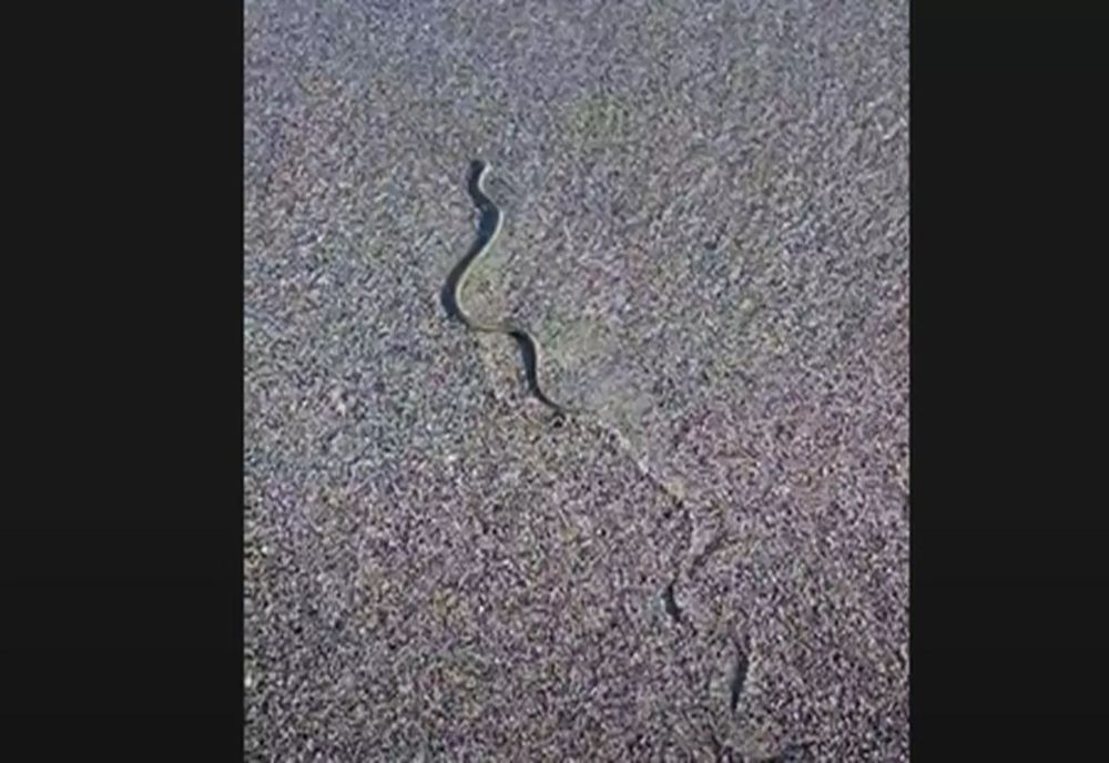 VIDEO Alertă pe litoral! Șerpi văzuți pe o plajă din Saturn 