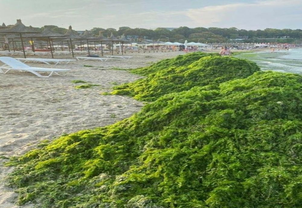 4.500 de tone de alge au fost strânse în luna august pe litoral