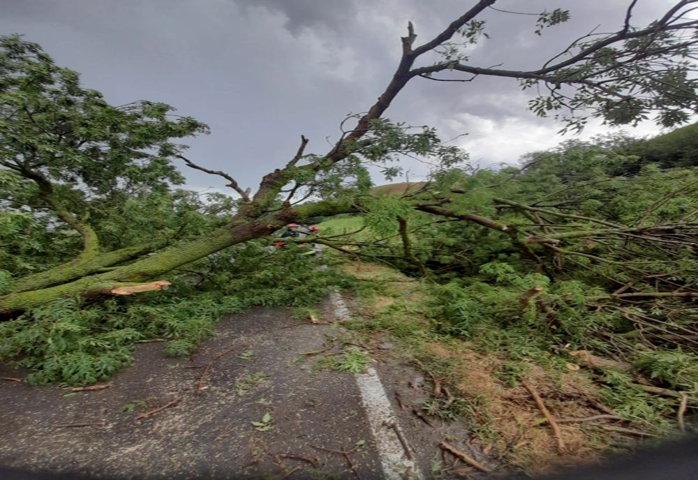 Copac prăbușit pe DN 22 între Hârșova și Saraiu