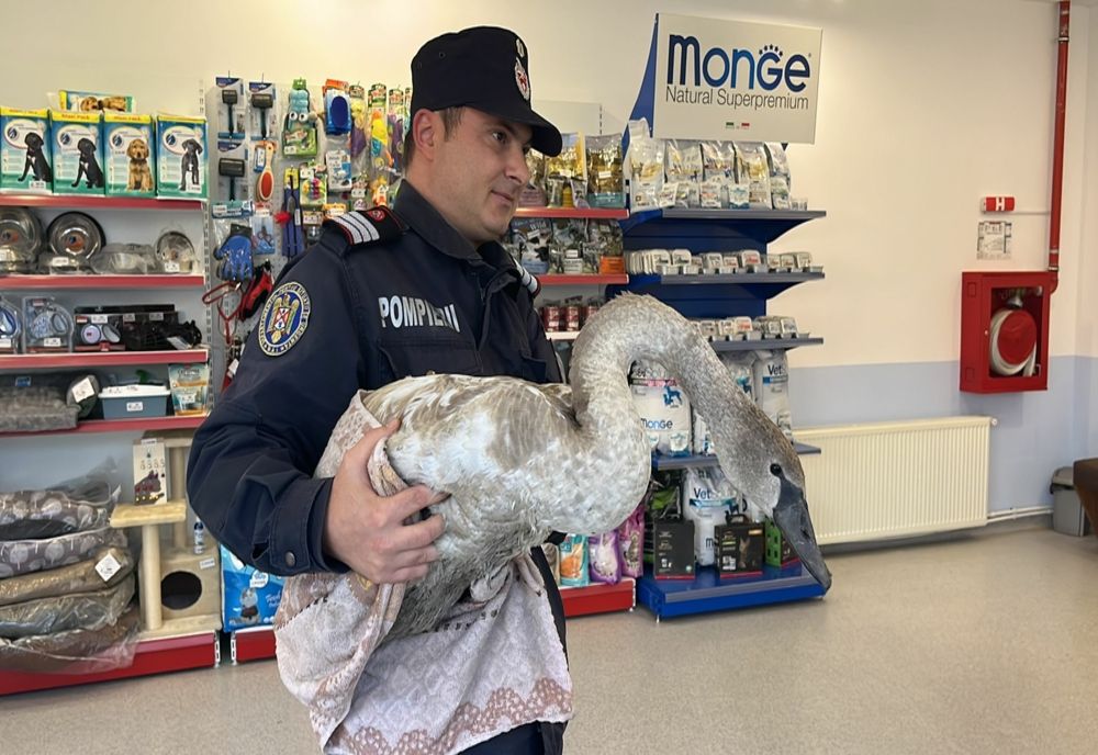 FOTO VIDEO Pui de lebădă rănit, salvat de pe un lac din Tulcea