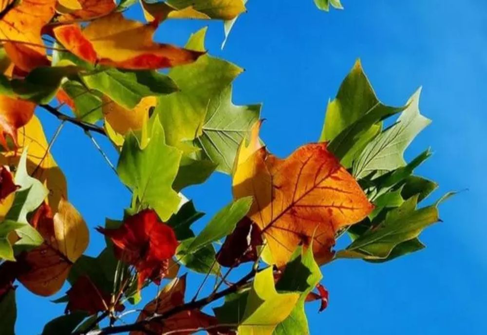 Vremea continuă să fie deosebit de caldă