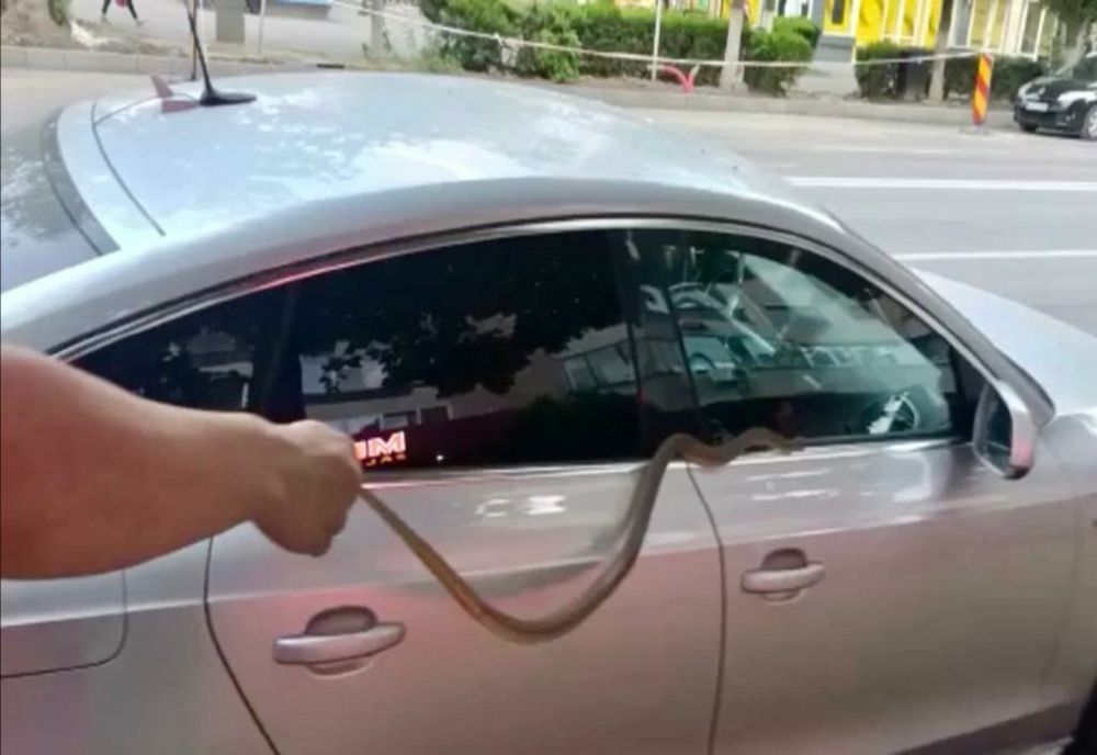 VIDEO Alertă în Slobozia! Șerpii ies pe străzi