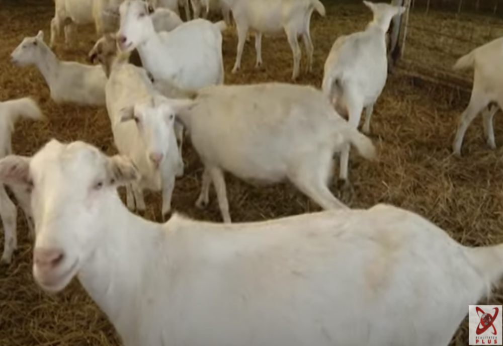 FOCAR DE PESTĂ, LA O FERMĂ DE CAPRE DIN CONSTANȚA